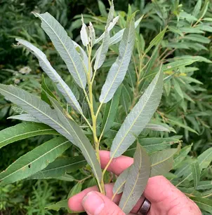 Silky Willow (Salix sericea)
