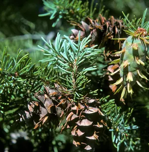 Douglas Fir (Pseudotsuga menziesii)