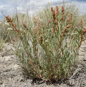 Gardner's Saltbush (Atriplex gardneri)