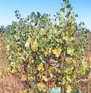 Eastern Cottonwood (Populus deltoides)