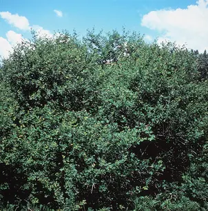 Skunkbush Sumac (Rhus trilobata)