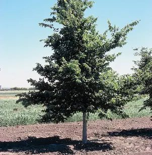 Common Hackberry (Celtis occidentalis)