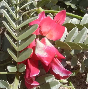 Oahu Riverhemp (Sesbania tomentosa)