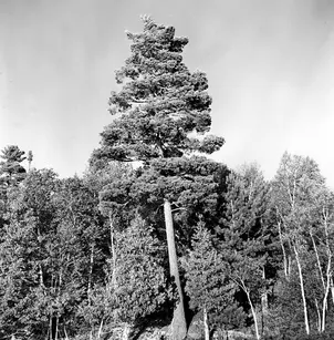 Eastern White Pine (Pinus strobus)