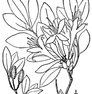 Smooth Azalea (Rhododendron arborescens)