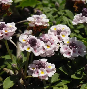 Kurapia (Phyla nodiflora)