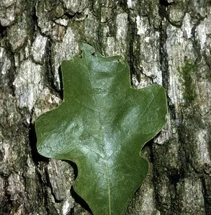 Post Oak (Quercus stellata)