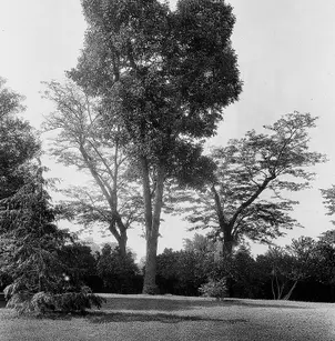 White Ash (Fraxinus americana)