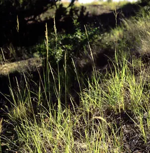 Prairie Sandreed (Calamovilfa longifolia)