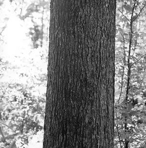 Cherrybark Oak (Quercus pagoda)