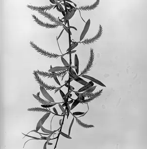 Black Willow (Salix nigra)
