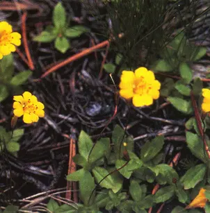 Primrose Monkeyflower (Mimulus primuloides)