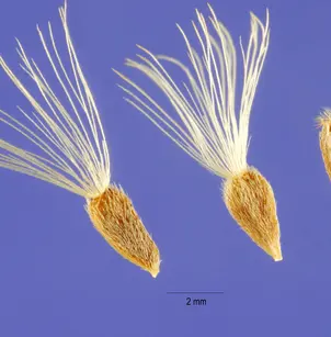 Alpine Aster (Aster alpinus)