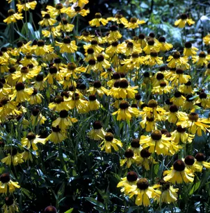 Common Sneeze Weed (Helenium autumnale)