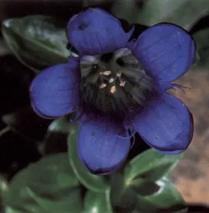 Rainier Pleated Gentian (Gentiana calycosa)