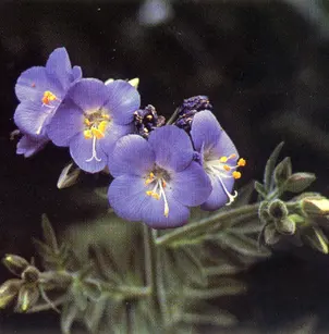 Western Polemonium (Polemonium occidentale)