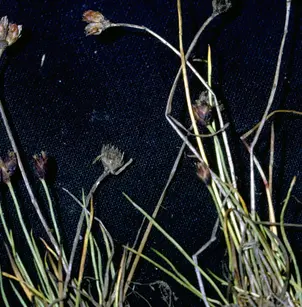 Three-Hulled Rush (Juncus triglumis)