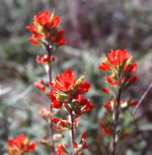 Scarlet Indian Paintbrush (Castilleja coccinea)