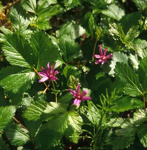 Arctic Raspberry (Rubus arcticus)