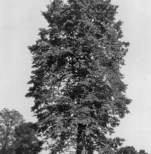 American Linden (Tilia americana)