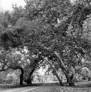 Arizona Sycamore (Platanus wrightii)