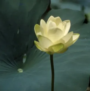 American Lotus (Nelumbo lutea)