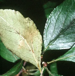 May Hawthorn (Crataegus aestivalis)