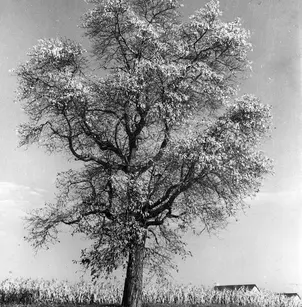 Sassafras (Sassafras albidum)