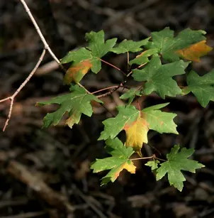 Bigtooth Maple (Acer grandidentatum)