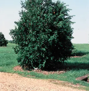 American Arborvitae (Thuja occidentalis)