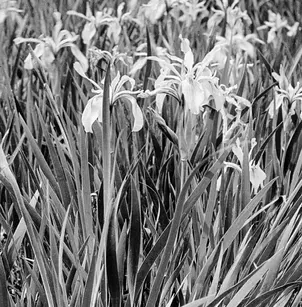 Rocky Mountain Iris (Iris missouriensis)