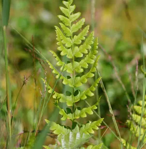 Crested Woodfern (Dryopteris cristata)