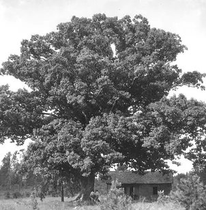 Eastern White Oak (Quercus alba)