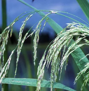 Giant Cutgrass (Zizaniopsis miliacea)