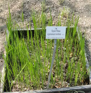 Big Cordgrass (Spartina cynosuroides)
