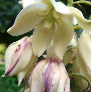 Spanish Bayonet (Yucca aloifolia)