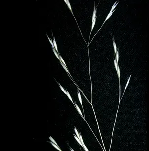 Annual Hairgrass (Deschampsia danthonioides)