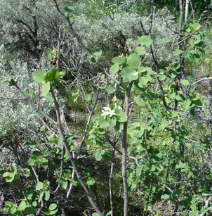 Utah Service Berry (Amelanchier utahensis)