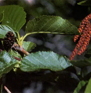 Thinleaf Alder (Alnus incana)