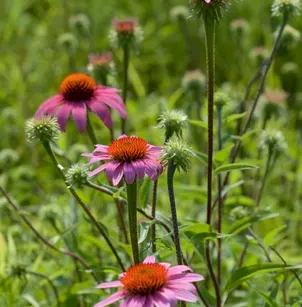 Purple Coneflower (Echinacea purpurea)