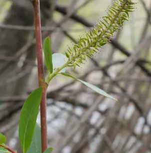 Mackenzie's Willow (Salix prolixa)