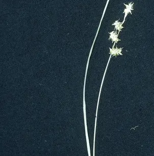 Prickly Bog Sedge (Carex atlantica)