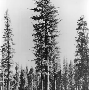 Pacific Silver Fir (Abies amabilis)