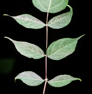 Hercules's Club (Aralia spinosa)