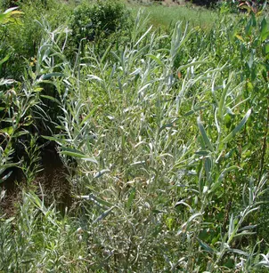 Narrowleaf Willow (Salix exigua)