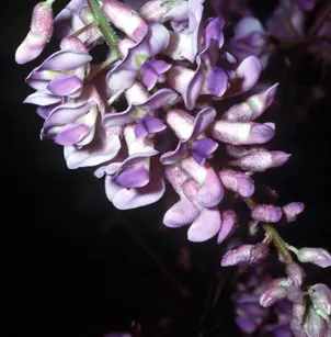 American Wisteria (Wisteria frutescens)