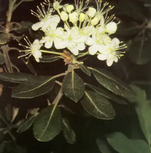 Western Labrador Tea (Ledum glandulosum)