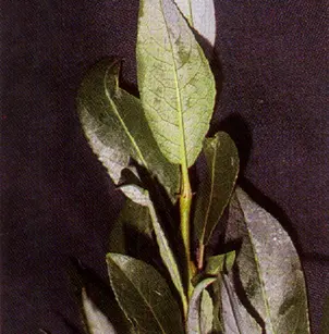 Diamondleaf Willow (Salix planifolia)