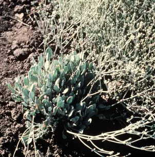 Snow Buckwheat (Eriogonum niveum)