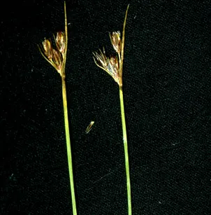 Drummond's Rush (Juncus drummondii)